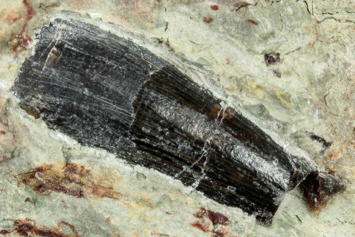 Spinosaurus Tooth In Situ - Dekkar Formation, Morocco #252267